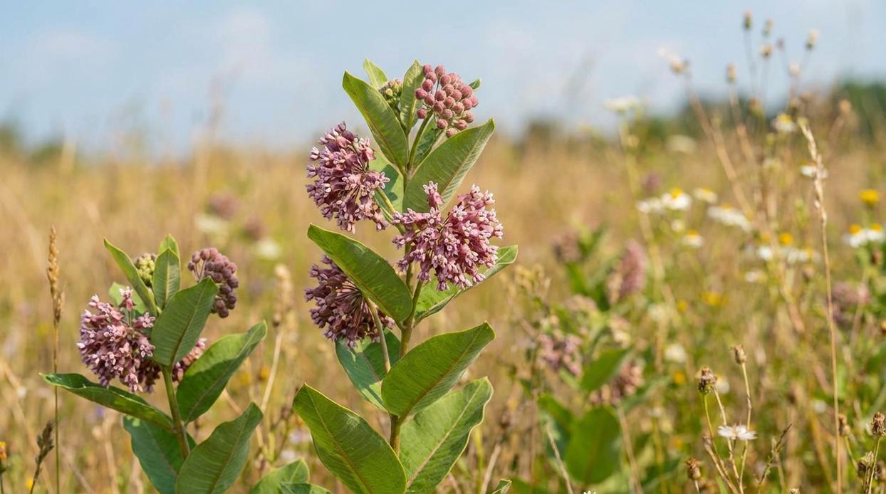 hingagyi milkweed